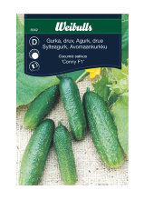 Agurk, drue 'Conny F1'